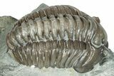 Curled Flexicalymene Trilobite Fossil - Indiana #287638-3